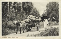 Zanzibar, Native bullock cart