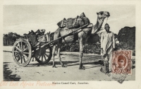 Native Camel Cart, Zanzibar