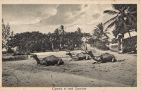 Camels at rest, Zanzibar