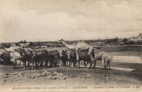 Zanzibar - Chameaux et boeufs à l abreuvoir