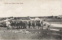 Camels and Cattle at the Creek